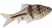 Barbus lateristriga Brodaty