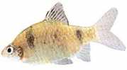 Barbus nigrofasciatus Brodaty