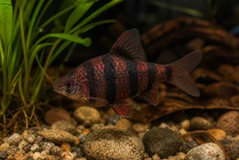 Barbus nigrofasciatus (Brodaty)