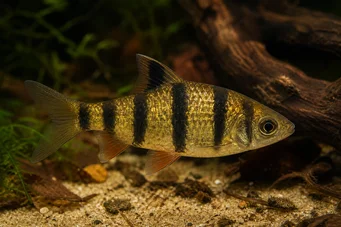 Barbus pentazona johorensis (Pięciopasmowy brodaty)
