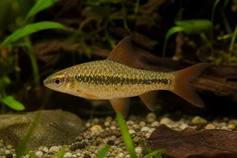 Barbus sachsi (Brodaty)