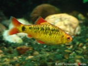 Barbus schuberti Schuberti brodaty