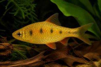 Barbus semifasciolatus (Mosiądz brodaty)
