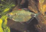 Bathyaethiops breuseghemi Afrykańska Tetra-moon