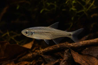 Bathyaethiops breuseghemi (Afrykańska Tetra-moon)