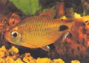 Bathyaethiops caudomaculatus Afrykańska Tetra-moon
