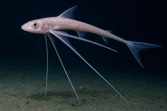 Bathyptérois bigelowis (Zrobiona ryba)