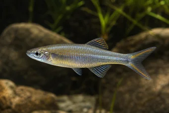 Bedotia geayi (Rainbow Madagaskar)