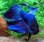 Betta splendens crownmoo... Wojownik
