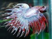 Betta splendens crowntai... Myśliwca Crowntail