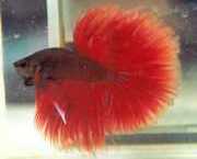 Betta splendens halfmoon Wojownik