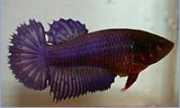 Betta splendens halfsun Wojownik