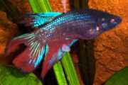 Betta splendens Wojownik