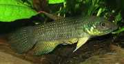 Betta trifasciata Wojownik