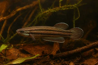 Betta trifasciata (Wojownik)