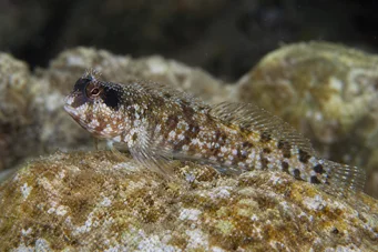 Blennius nigriceps (Czarne)
