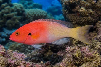 Bodianus axillaris Tamaryndowiec