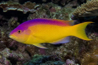 Bodianus rufus Hiszpański labre