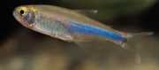 Boehlkea fredcochui Péro Bleu Tetra