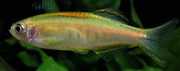 Brachydanio choprae Danio Chopray
