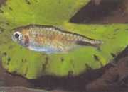 Brachypetersius pseudonummifer Brachypetersus pseudonummifer