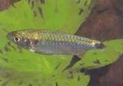 Brycinus brevis Mały Brycinus
