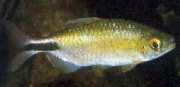Brycinus longipinnis Charakter z długimi płetwami