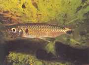 Brycinus macrolepidotus Tetra z prawdziwymi skalami