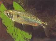 Brycinus schoutedeni Brycinus z wielkimi skalami