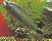 Brycon cephalus Pstrąg Ameryki Południowej