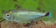 Brycon melanopterus Brycon z czarnymi płetwami