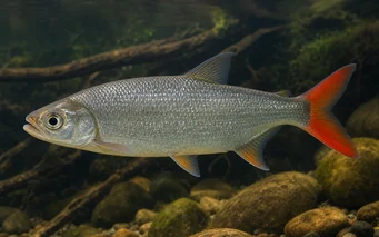 Brycon rubricauda (Brycon z czerwonymi płetwami)
