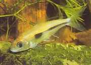 Bryconaethiops boulengeri Tetra wykrzyknik