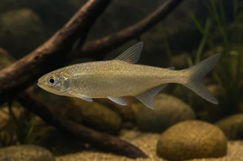 Bryconaethiops boulengeri (Tetra wykrzyknik)