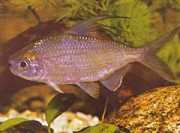 Bryconaethiops microstoma Małe usta tetrament