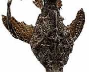 Bunocephalus kneri Ryba banjo