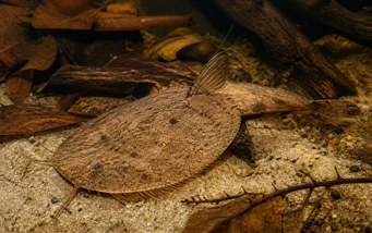 Bunocephalus kneri (Ryba banjo)