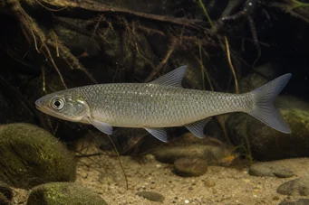Capus commus (Karp zwyczajny)