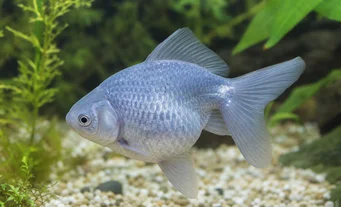 Carassius auratus ciel