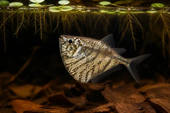 Carnegiella strigata strigata (Marmurkowaty)