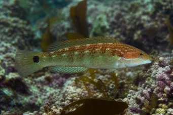 Centrolabus melops