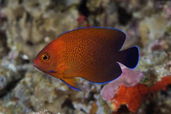 Centropyge ferrugatus (Rust karłowato anioł)