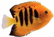 Centropyge loriculus Kwiecisty