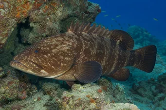 Cephalopholis boenak Boenak Groupper (Brown Merou)