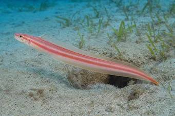 Cepola rubescens