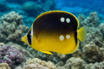Chaetodon quadrimaculatus (Cztery miejsca)