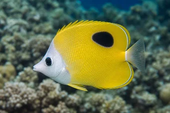 Chaetodon unimaculatus