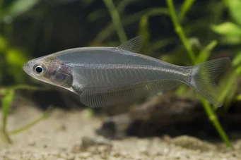 Chanda ranga (Szklana ryba)