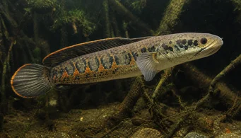Channa micropeltes (Głowa węża)