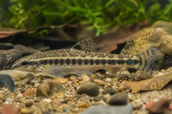 Characidium fasciatum